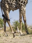 Botswana, Parco Nazionale del Coro, gambe di giraffa in piedi nella natura — Foto stock
