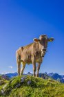 Німеччина, Allgaeu, молодий коричневий великої рогатої худоби стоячи на альпійські Луки — стокове фото