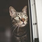 Amazed tabby cat looking out of window — Stock Photo