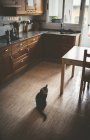 Tabby cat sitting on kitchen floor — Stock Photo