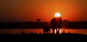 Elefant mit Jungtier am Chobe River bei Sonnenuntergang, Botswana — Stockfoto
