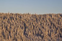 Денного зору сніг лісу, на схилі гори покриті — стокове фото