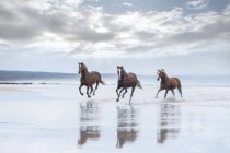 Brown horses running on a beach — Stock Photo