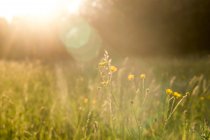 Buttercups on a meadow at evening light — Stock Photo