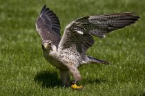 Lanner halcón, Falco biarmicus, pájaro con alas extendidas en césped verde - foto de stock
