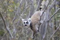 Madagascar, lemure che si arrampica sull'albero alla Riserva di Anja — Foto stock