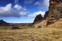 Islande, Evindarholar, Chevaux islandais broutant contre une colline pendant la journée — Photo de stock
