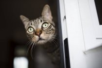 Amazed tabby cat looking out of window — Stock Photo