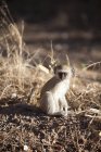 Botswana, Chobe National Park, green monkey sitting in nature — Stock Photo