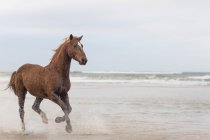 Cavallo marrone che corre su una spiaggia — Foto stock