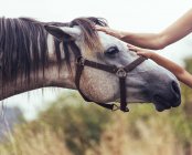 Cropped view of hands of woman and little girl stroking horse — Stock Photo