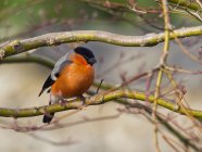 Germania, maschio Uccello finocchio eurasiatico sui rami degli alberi al sole — Foto stock