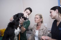 Personas en un veterinario examinando Border Collie - foto de stock