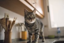 Изумленный тэбби-кот, стоящий на столе на кухне — стоковое фото