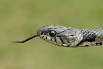 Focinho de cobra de grama — Fotografia de Stock
