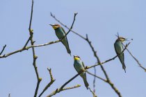 View of Bee-eaters, Merops apiaster — Stock Photo