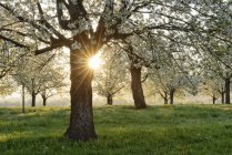 Germany, Black Forest, blossoming cherry trees with sunrays near sunrise at backlight — Stock Photo