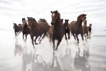 Коричневые лошади бегут по пляжу — стоковое фото