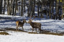 Красные олени и лани в зимнем лесу — стоковое фото