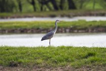 Німеччина, сіра чапля, потік води — стокове фото