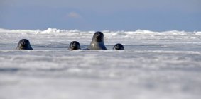 Sigilli di Baikal che guardano fuori dal buco del ghiaccio, Lago Baikal, Russia — Foto stock