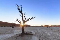 Namibia, Namib Naukluft, Namib Desert, acacias muertas en bandeja de barro - foto de stock