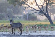 Simbabwe, Urungwe District, Mana Pools Nationalpark, Wasserziege und Herde von Impalas — Stockfoto