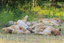 Zimbabwe, district d'Urungwe, parc national de Mana Pools, fierté des lions allongés sur la prairie verte — Photo de stock