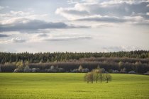 Veduta del campo verde e del gruppo di alberi di giorno, Flaeming, Brandeburgo, Germania — Foto stock