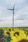 Sonnenblumenfeld und Windpark tagsüber — Stockfoto