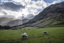 Inglaterra, Cumbria, Lake District, Langdale, rebanho de ovelhas pastando entre montanhas verdes — Fotografia de Stock