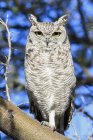Botswana, Kalahari, Central Kalahari Game Reserve, spotted eagle owl sitting on a branch — Stock Photo