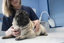 Veterinário cão de controlo com estetoscópio — Fotografia de Stock
