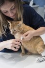 Unghie di taglio veterinarie di un gatto — Foto stock