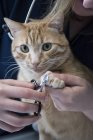 Ветеринарні різання нігті кішка — стокове фото
