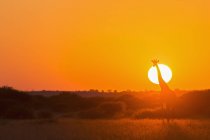 Girafa ao nascer do sol na Central Kalahari Game Reserve, Kalahari, Botsuana — Fotografia de Stock