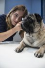 Veterinário examinando orelhas de cão — Fotografia de Stock