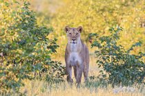 Namibia, Parco Nazionale di Etosha, a guardare la leonessa in habitat naturale alla luce del sole — Foto stock
