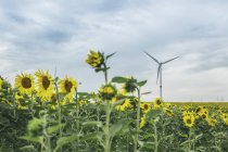 Соняшникове поле і вітроелектростанція вдень — стокове фото