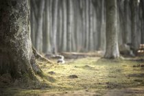Германия, Ницца, ствол деревьев в Пенстервальде — стоковое фото