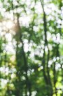 Foresta sfocata durante il giorno su sfondo sfocato — Foto stock