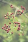Closeup of Dogrose bush with fruits and leaves at daytime — Stock Photo