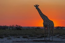 Namibia, Parco Nazionale di Etosha, giraffa al tramonto — Foto stock