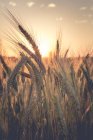 Barley field against the evening sun — Stock Photo