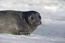 Baikalrobbe auf gefrorenem See, Baikalsee, Russland — Stockfoto