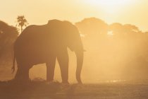 Botswana, Makgadikgadi Pans Nationalpark, Afrikanischer Elefant im Gegenlicht — Stockfoto