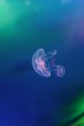 Medusas rosadas flotando en el agua - foto de stock