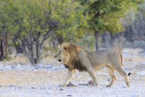 Нфебия, Национальный парк Этоша, вид сбоку на прогуливающегося льва в естественной среде обитания — стоковое фото