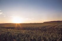 Weizenfeld gegen die Weizensonne — Stockfoto