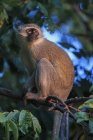 Zimbabwe, Urungwe District, Mana Pools National Park, portrait of green monkey sitting in a tree — Stock Photo
